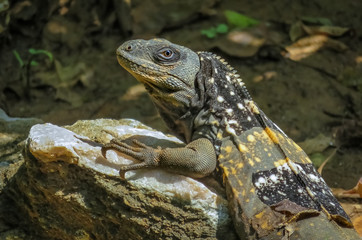 Closeup of an exotic lizard dragon relaxing in the sun on a rock
