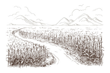 Hand drawn vector illustration sketch cornfield with a road between fields