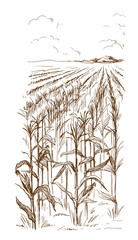 Hand drawn vector illustration sketch cornfield with a road between fields