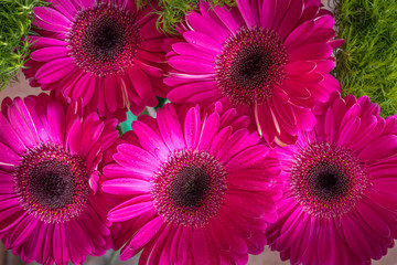 Closeup of bright pink gerbera daisies on a green spring background for women's day, 8 March, card for mother's day, or any other holiday