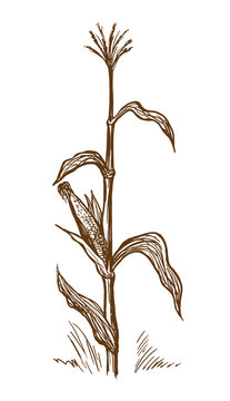 Hand drawn vector illustration standing stalk of corn sketch