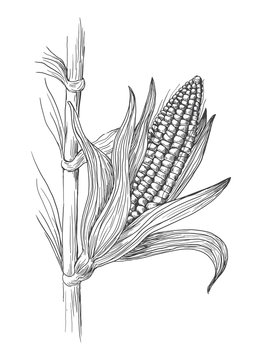 Hand drawn vector illustration of corn grain stalk sketch