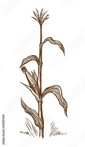 "Hand drawn vector illustration standing stalk of corn sketch" Stock