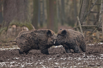 Plakat wild boar, sus scrofa, Czech republic