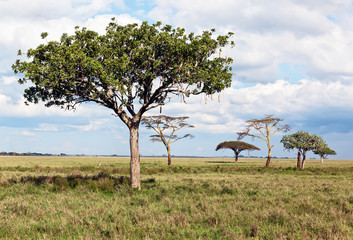 The breadfruit tree in Serengeti National Park - Tanzania