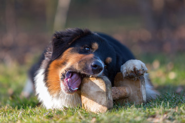 Australian Shepherd plays with a toy