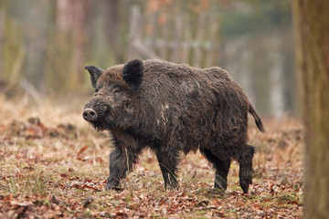 wild boar, sus scrofa, Czech republic