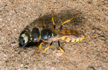 European beewolf, Philanthus triangulum on sand