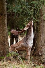  fallow deer, dama dama, Czech republic