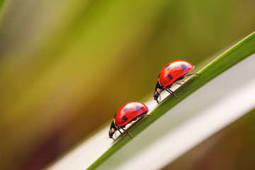 two ladybugs on a grass stalk