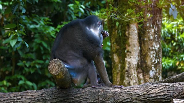 Adult male Mandrill resting in their natural habitat