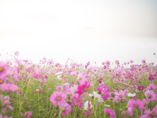 Fototapeta premium cosmos flower field on mountain