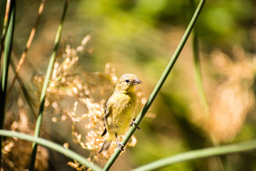 Finch on a branch.