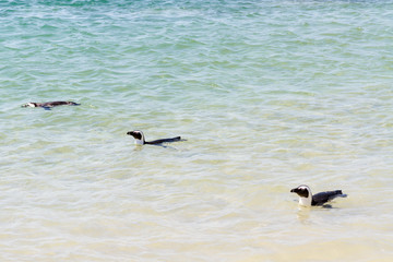 Swimming Penguins