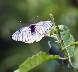 White butterfly on a green leaf, Russia