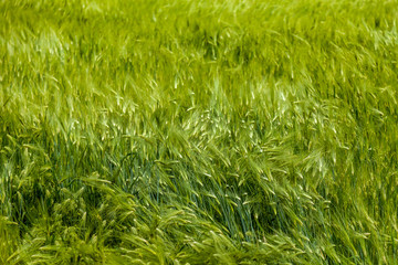 Field of wheat