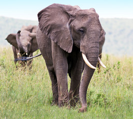 Fototapeta na wymiar Family of african elephant on the Masai Mara National Reserve, Kenya