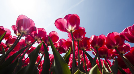 Fresh spring tulips with sky