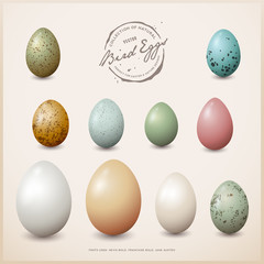 collection of vector bird eggs with different shapes, sizes and textures - perfect for easter, spring or other nature themed design projects