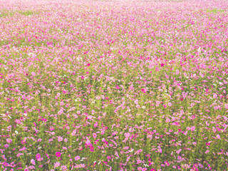 cosmos flower field on mountain