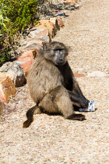 A Baboon eating a stolen packet of nuts