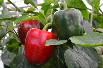 SWEET PEPPER / BELL PEPPER