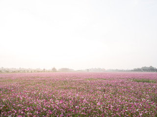 cosmos flower field on mountain