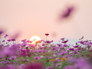 cosmos flower field on mountain