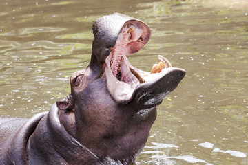 Hippopotamus (Hippopotamus amphibius) with open mouth