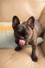 Cute frenchy poking his tongue out
