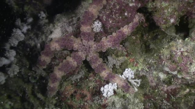 Sea urchin echinus underwater on background marine landscape in Red sea. Swimming in world of colorful beautiful wildlife of reefs and algae. Abyssal diving.