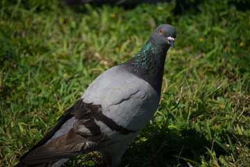 Bird in park 