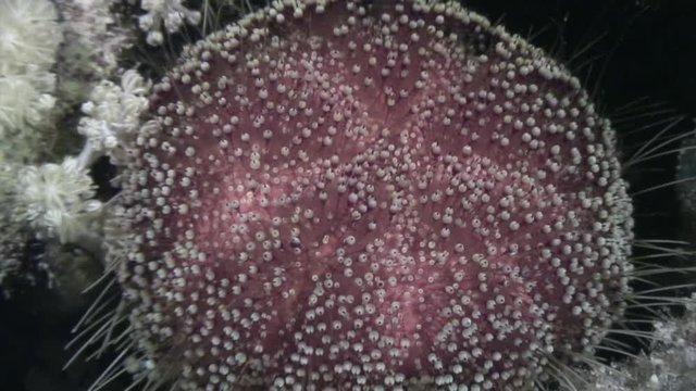 Sea urchin echinus underwater on background marine landscape in Red sea. Swimming in world of colorful beautiful wildlife of reefs and algae. Inhabitants in search of food. Abyssal diving.