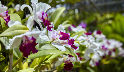 Purple orchids, Violet orchids. Orchid is queen of flowers. Orchid in tropical garden. Orchid in nature.