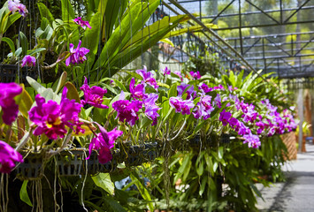 Purple orchids, Violet orchids. Orchid is queen of flowers. Orchid in tropical garden. Orchid in nature.