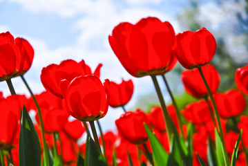 Red tulips on a flowerbed in a Sunny weather