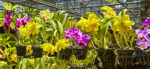 Purple orchids, Violet orchids. Orchid is queen of flowers. Orchid in tropical garden. Orchid in nature.