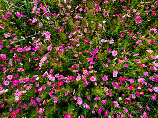 Fototapeta premium cosmos flower field on mountain