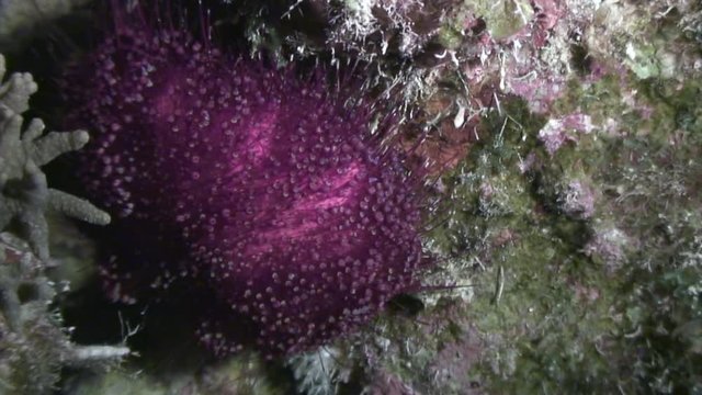 Sea urchin echinus underwater in Red sea. Swimming in world of colorful beautiful wildlife of reefs and algae. Inhabitants in search of food. Abyssal diving.