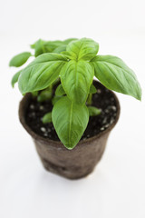 Shallow focus on young basil plant leaves. Isolated.