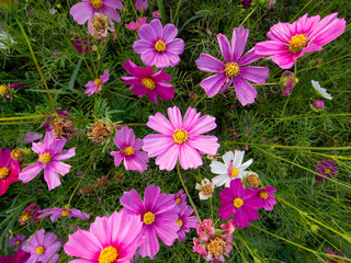 cosmos flower field on mountain