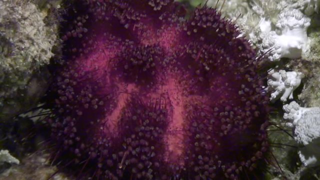 Sea urchin echinus underwater in Red sea. Swimming in world of colorful beautiful wildlife of reefs and algae. Inhabitants in search of food. Abyssal diving.