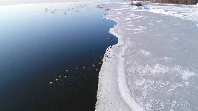 Flock of Geese steps off ice shelf and goes for a peaceful swim at sunrise, aerial view.