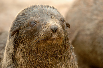 Portrait Seal in Capecross