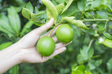 Hand holding Lime fruit, Lime green tree hanging from the branches of it.Lemon green organic for agricultural production and export from Thailand,Green lemons on tree,selective focus.