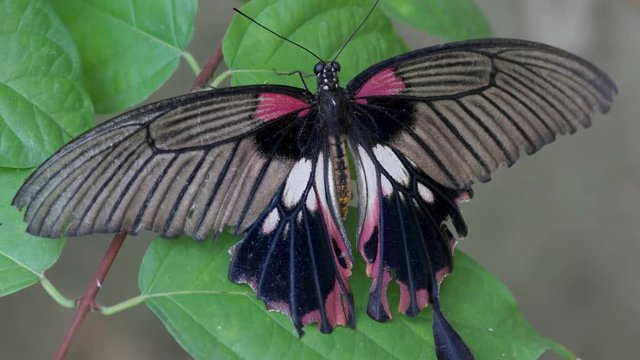 Tropical butterfly "Losaria coon doubledayi" sitting on the green leaf