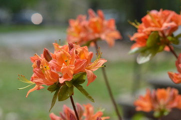 Orange azalea with long stems and green leaves