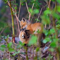 Two red fox kits playing and kissing