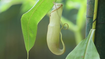 Leaves of carnivorous plant - Nepenthes