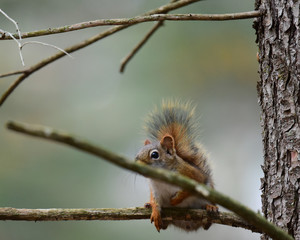 Red squirrel sitting on tree branch watching